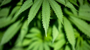 100.000 Stunden Mehrarbeit: Richter warnen vor Folgen des Cannabis-Gesetzes