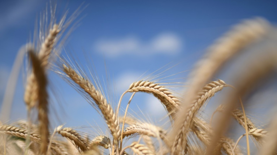 Agrarministerium erwartet keine direkte Auswirkung auf Getreideversorgung