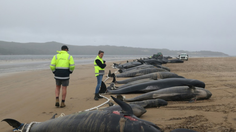 Carrera contrarreloj para salvar a las ballenas varadas en una playa de Australia