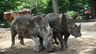 Zweites Nashorn innerhalb weniger Tage im Erfurter Zoo gestorben