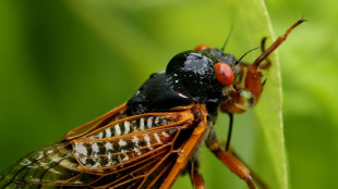 Cicada-palooza! Billions of bugs to blanket America