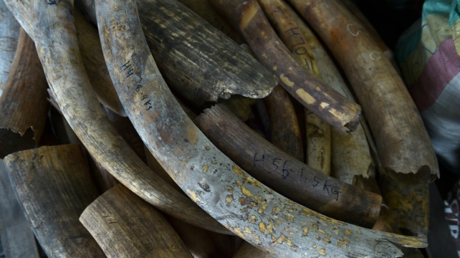 Ouganda: un trafiquant d'ivoire condamn&eacute; &agrave; la prison &agrave; vie 