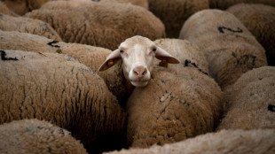 En Espagne, une &eacute;cole pour former les "bergers du XXI&egrave;me si&egrave;cle"