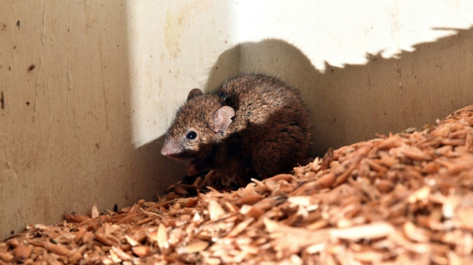 Une pilule contraceptive pour homme efficace &agrave; 99% sur les souris