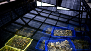 Commercialisation des huîtres suspendue dans des secteurs du Calvados et de la Manche