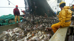 Dorsch und Hering: EU zielt auf Einschnitte f&uuml;r Ostseefischer