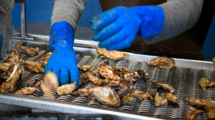 Huîtres: les producteurs inquiets devant la désaffection des consommateurs