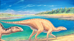 Cientistas identificam dinossauro com bico de pato que viveu na Patagônia chilena