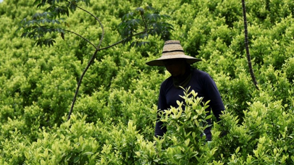 Aiming a blow at narcos, Colombia pays farmers to uproot coca 