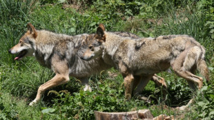 Le nombre de loups en France estimé à 1.003 en 2023, en baisse de 9% 