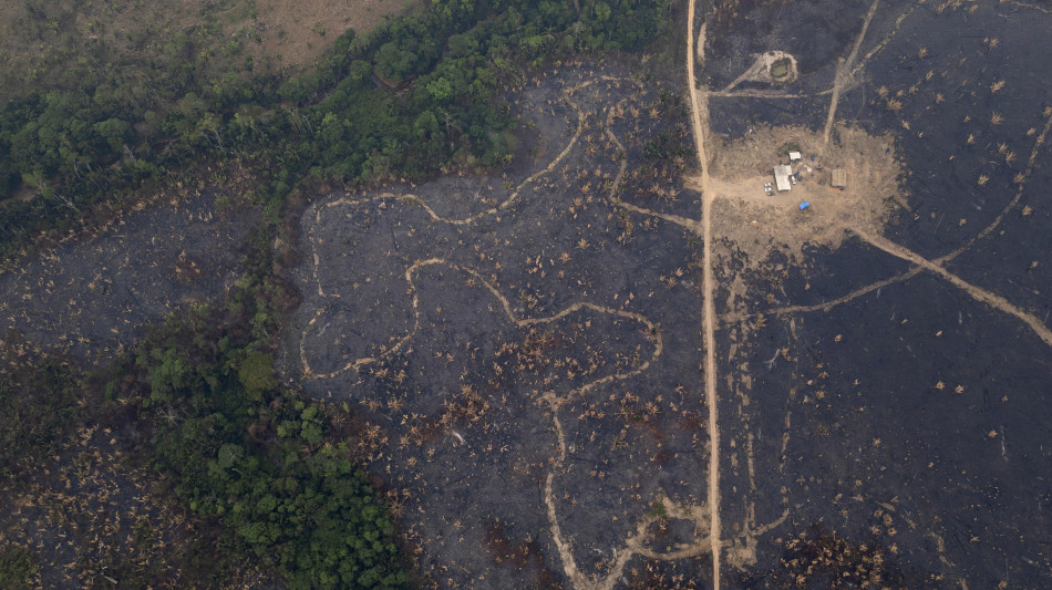 Amazzonia brasiliana, degrado forestale salito al 163% in 2 anni