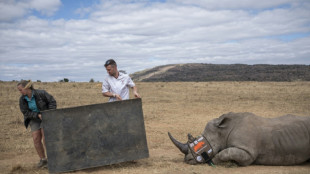 Afrique du Sud: cornes de rhinoc&eacute;ros radioactives pour d&eacute;courager les braconniers