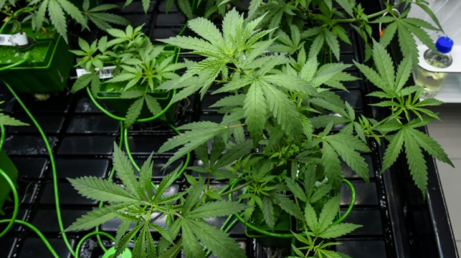 Barmer zieht nüchternes Fazit zu Einsatz von Cannabismedikamenten
