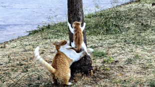 Scoperto il segreto dei gatti arancioni, &egrave; una mutazione nel Dna