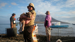 Près d'un volcan indonésien, des bénévoles sauvent les animaux malgré l'état d'alerte maximum