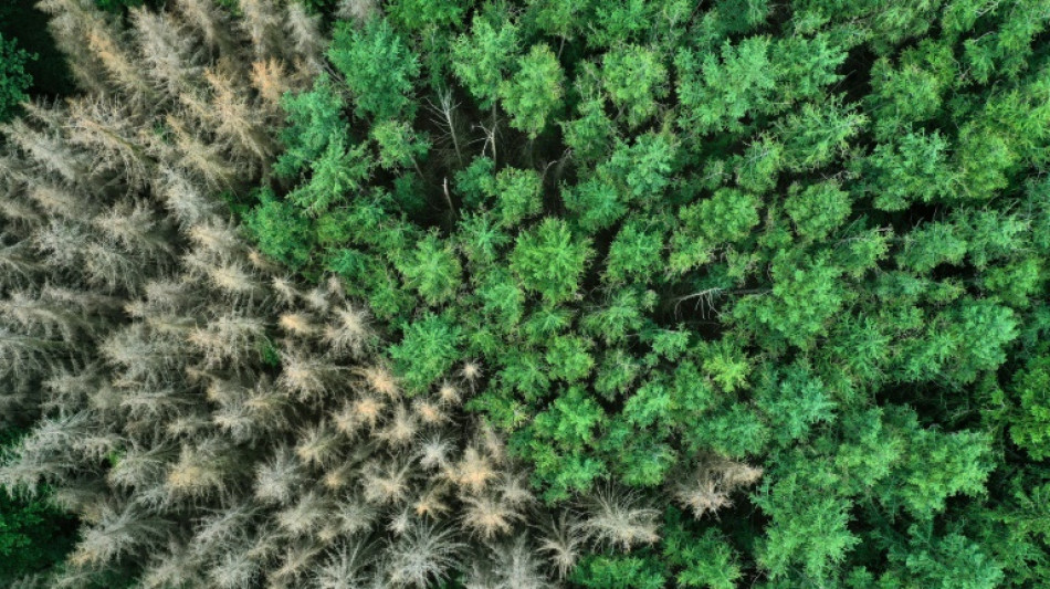 Holzeinschlag in deutschen W&auml;ldern mit Rekordwert