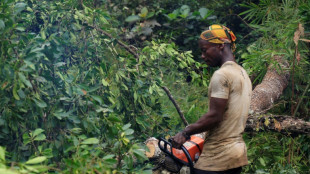 Les for&ecirc;ts tropicales du bassin du Congo menac&eacute;es par l'exploitation foresti&egrave;re ill&eacute;gale (rapport)