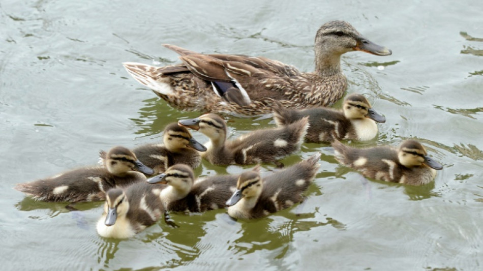 Entenfamilie verursacht auf Autobahn in Sachsen hohen Unfallschaden