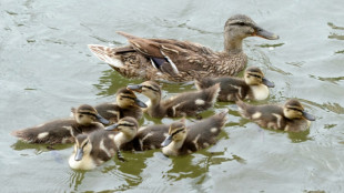 Feuerwehr rettet in Niedersachsen Entenk&uuml;ken aus Kanalisation