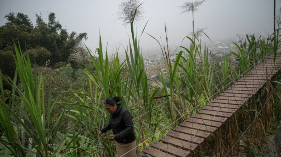 Ind&iacute;gena tinge o deserto de Lima de verde com uma 'selva escondida'