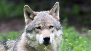 Achtjähriger von Wolf in niedersächsischem Kontaktzoo gebissen