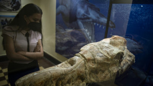 Un basilosaurus de 36 millions d'années découvert au Pérou