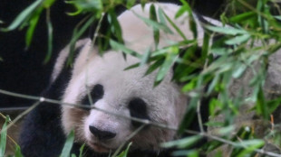 Miles de japoneses se despiden de dos pandas que regresar&aacute;n a China