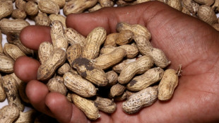 Allergie à la cacahuète: habituer les tout-petits, une piste prometteuse