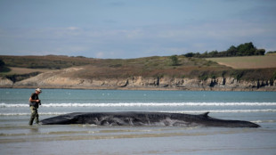 Une nouvelle baleine s'&eacute;choue sur une plage du Finist&egrave;re