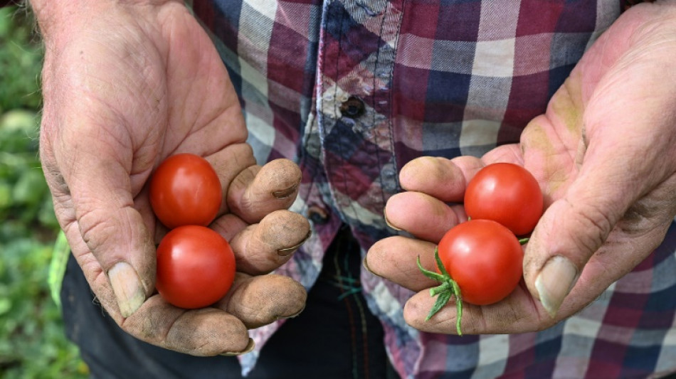 Obst- und Gemüsebauern fordern wegen explodierender Energiekosten Staatshilfen 