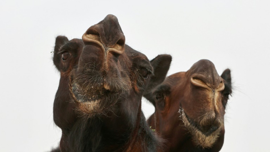 Comely camel pouts its way to record beauty prize in Qatar