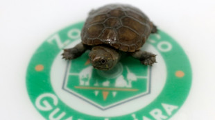 Nace en México un ejemplar de una pequeña tortuga en peligro de extinción