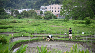 Hong Kong team plants seeds to safeguard legacy grains