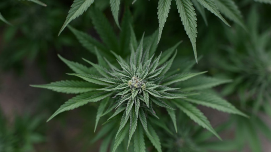 Calif&oacute;rnia permitir&aacute; caf&eacute;s dedicados &agrave; cannabis, como nos Pa&iacute;ses Baixos