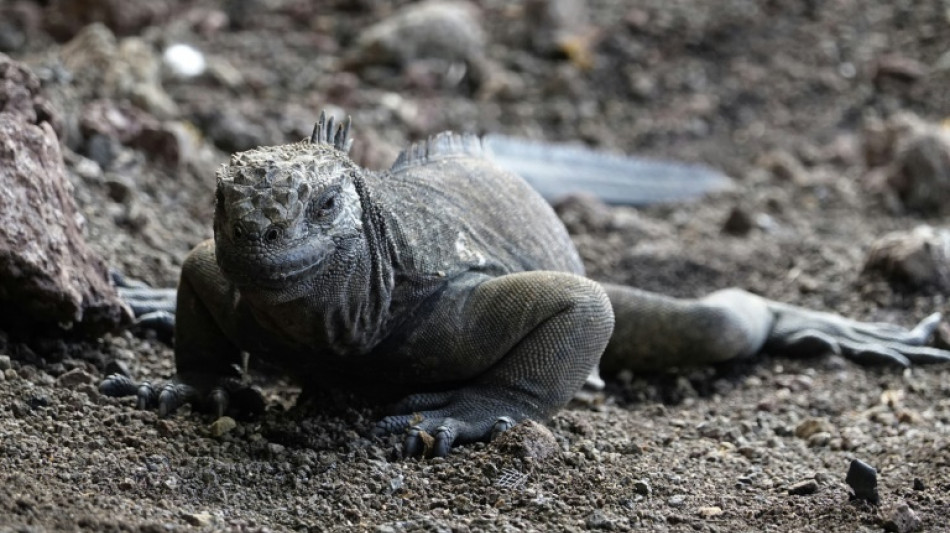 Iguanas se reproducen en isla de Gal&aacute;pagos de donde desaparecieron hace un siglo