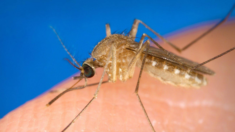 West Nile, in E-R nel 2025 circolazione &egrave; pi&ugrave; contenuta