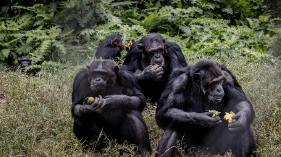 Shelter for traumatised apes in DR Congo's strife-torn east