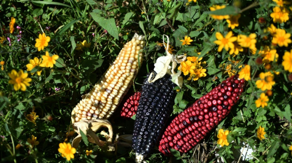 M&eacute;xico retrasa prohibici&oacute;n a ma&iacute;z transg&eacute;nico de EEUU mientras busca sustituto