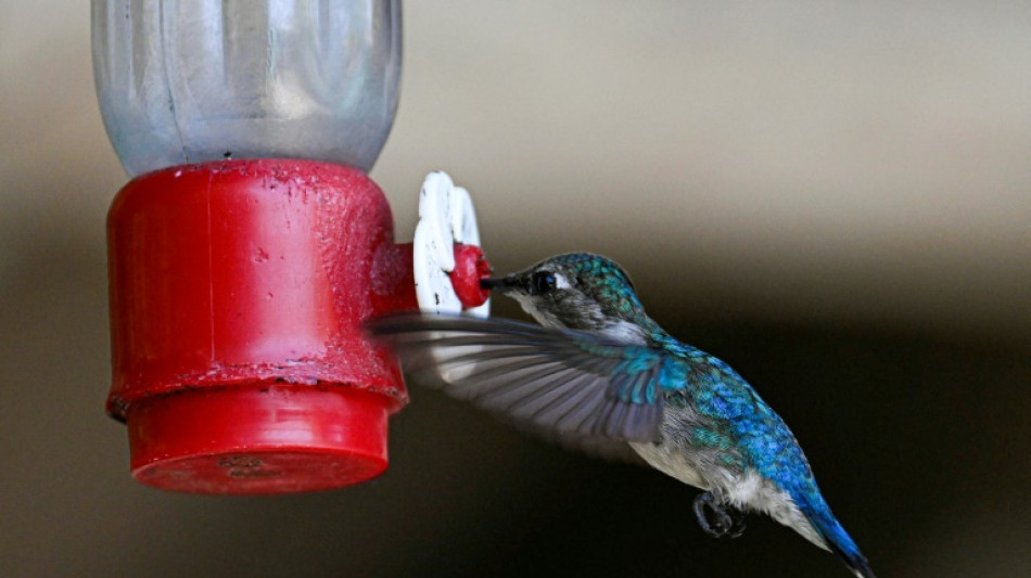 Menor p&aacute;ssaro do mundo tem uma casa com jardim em Cuba