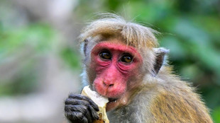 Monkey business: Sri Lanka to count crop-raiding nuisance wildlife