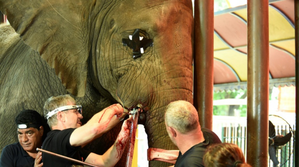 Un torno gigante para curar dentaduras de elefantes en Pakist&aacute;n