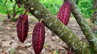Nestle unveils method to boost cocoa yields as climate change hits