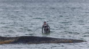 Nuovo tentativo di salvataggio della balena incagliata nel mar Baltico