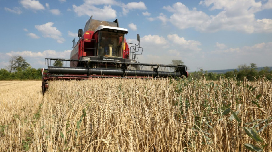 EU hebt Importverbot für ukrainisches Getreide in fünf Mitgliedstaaten auf