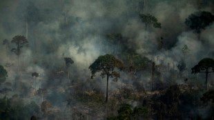 Abholzung im brasilianischen Regenwald im Februar auf Rekordhoch