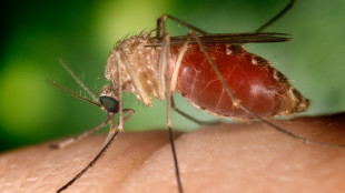 Sesta vittima per West Nile nel Lazio, donna di 83 anni