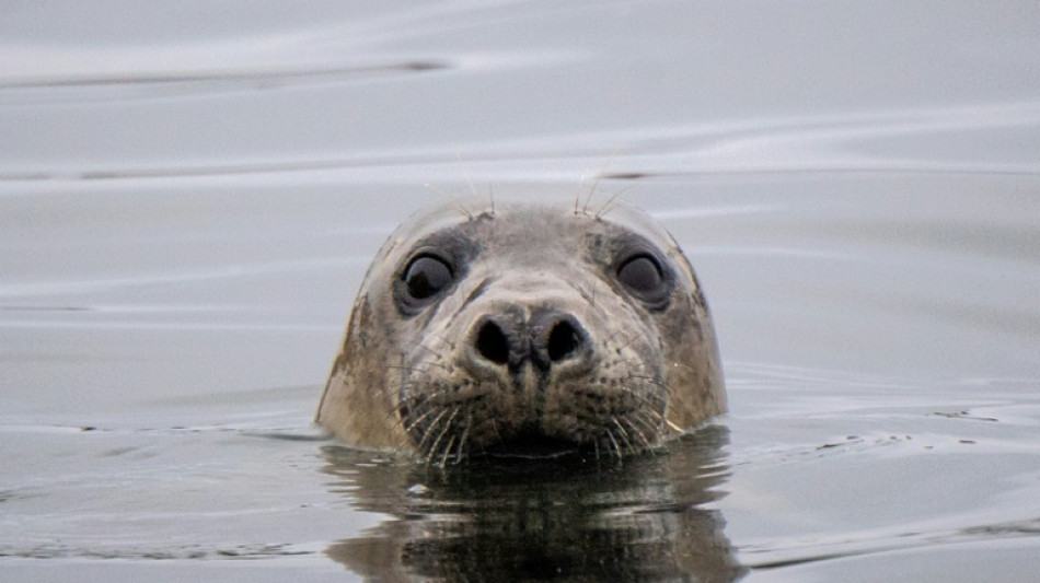 Borkumer Inselg&auml;ste verschrecken Seehunde mit Feuerwerk