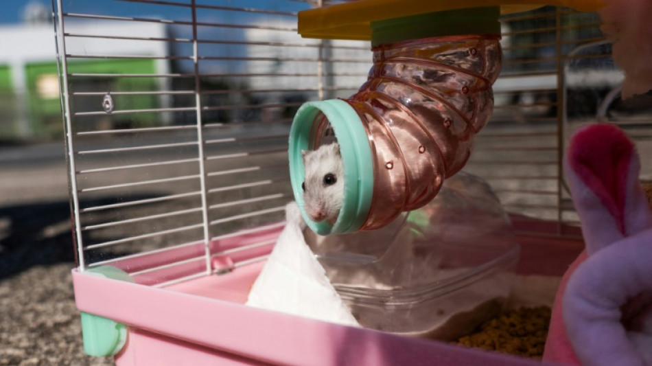 Fury over Hong Kong's mass cull of hamsters and small pets