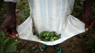 Des plantes pourraient permettre de filtrer le microplastique des eaux us&eacute;es