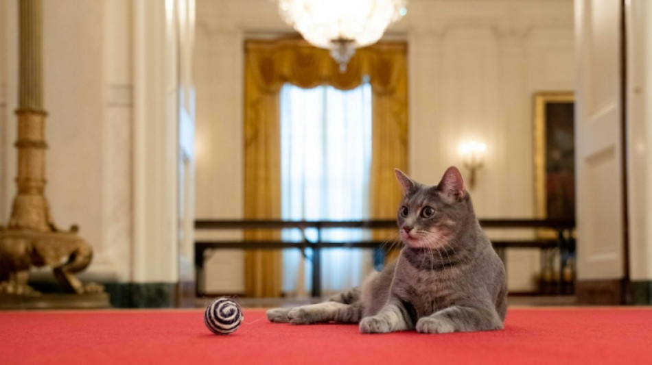 Los Biden llevan a un gato a la Casa Blanca